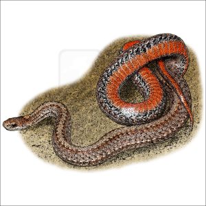 Northern Redbelly Snake illustration