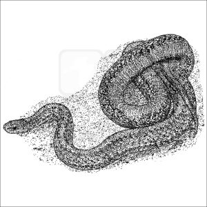 Northern Redbelly Snake black and white illustration