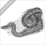 Northern Redbelly Snake black and white stock image