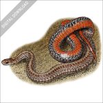 Northern Redbelly Snake stock image