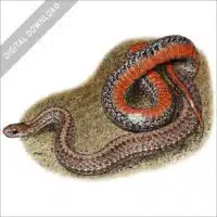 Northern Redbelly Snake stock image