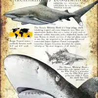 Oceanic Whitetip Shark poster print