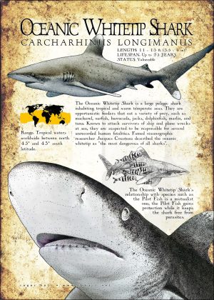 Oceanic Whitetip Shark poster print