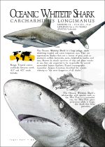 Oceanic Whitetip Shark poster print