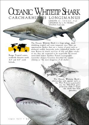 Oceanic Whitetip Shark poster print