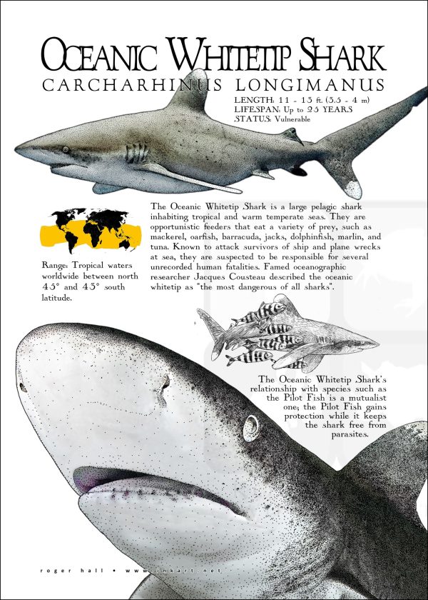 Oceanic Whitetip Shark poster print