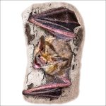 Pallid Bat illustration