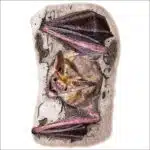 Pallid Bat illustration