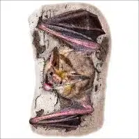 Pallid Bat illustration