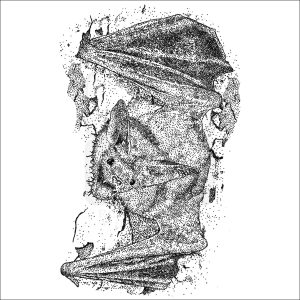 Pallid Bat black and white illustration