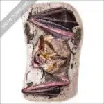 Pallid Bat stock image