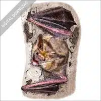 Pallid Bat stock image
