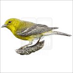 Pine Warbler drawing