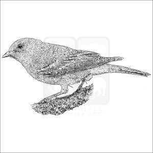 Pine Warbler black and white drawing