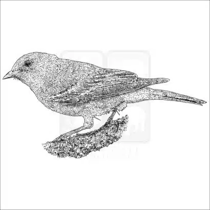 Pine Warbler black and white drawing