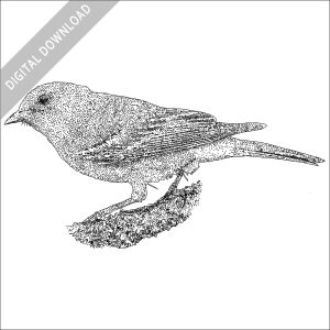 Pine Warbler black and white stock image