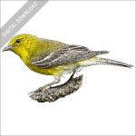 Pine Warbler stock image