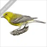 Pine Warbler stock image
