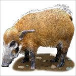 Red River Hog illustration