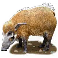 Red River Hog illustration