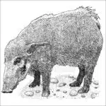 Red River Hog black and white illustration