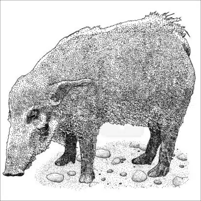 Red River Hog black and white illustration