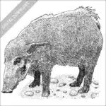 Red River Hog black and white stock image