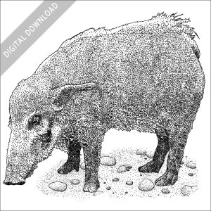 Red River Hog black and white stock image