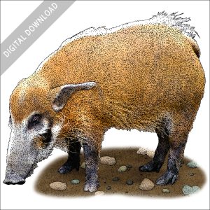 Red River Hog stock image