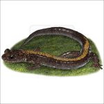 Shenandoah Salamander illustration
