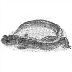 Shenandoah Salamander black and white illustration
