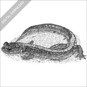 Shenandoah Salamander black and white stock image
