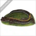 Shenandoah Salamander stock image
