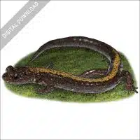 Shenandoah Salamander stock image