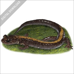 Shenandoah Salamander stock image