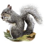 Western Gray Squirrel illustration