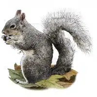Western Gray Squirrel illustration