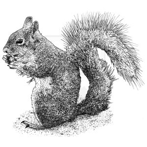 Western Gray Squirrel black and white illustration