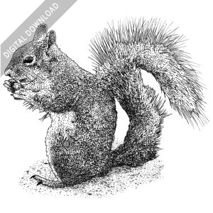 Western Gray Squirrel black and white stock image