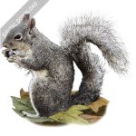 Western Gray Squirrel stock image