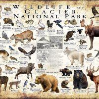 Wildlife of Glacier National Park poster