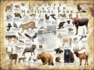 Wildlife of Glacier National Park poster