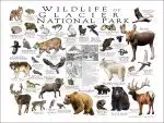 Wildlife of Glacier National Park National Park poster