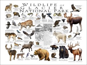 Wildlife of Glacier National Park National Park poster