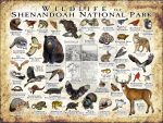Wildlife of Shenandoah National Park National Park poster