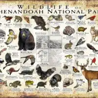 Wildlife of Shenandoah National Park National Park poster