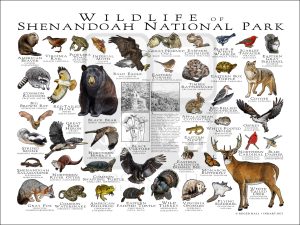 Wildlife of Shenandoah National Park National Park poster