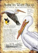 American White Pelican poster print