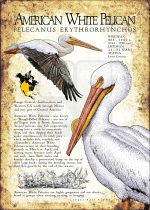 American White Pelican poster print