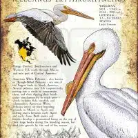 American White Pelican poster print